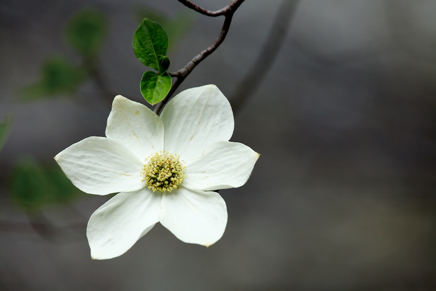 Dogwood Blossom