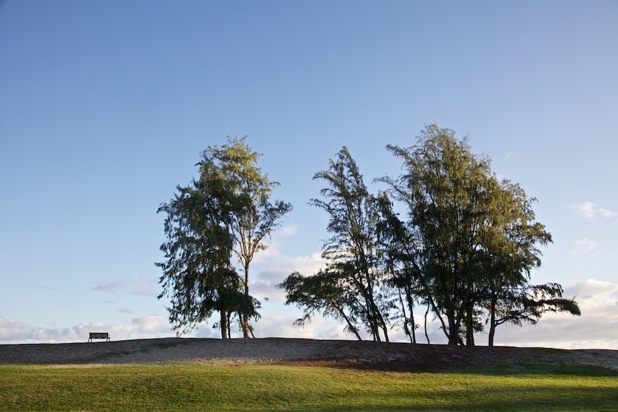 Ironwood Trees at Daybreak